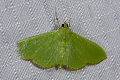 Parotis prasinophila
