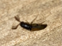 Isorhipis obliqua