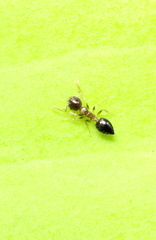 Crematogaster nawai