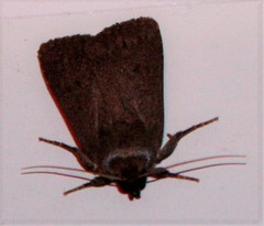 Amphipyra tragopoginis