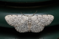 Colocleora proximaria