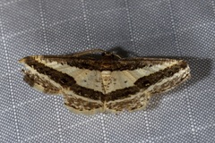 Ligdia pectinicornis