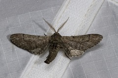 Omphalucha albosignata