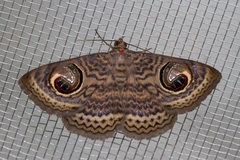 Calliodes pretiosissima