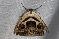 Cometaster pyrula