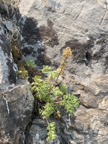 Image of Veronica paysonii by (c) Matt Berger, some rights reserved (CC BY)