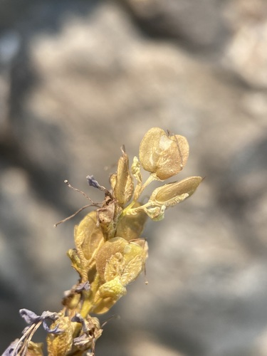 Image of Veronica paysonii by (c) Matt Berger, some rights reserved (CC BY)