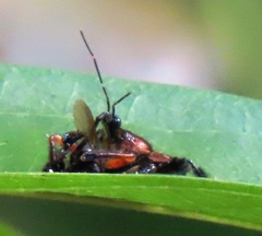 Apiomerus crassipes