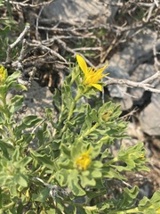 Ericameria suffruticosa