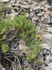 Ericameria suffruticosa