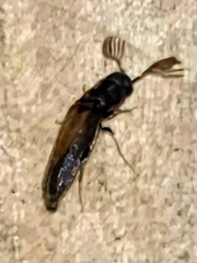 Isorhipis obliqua