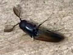 Isorhipis obliqua