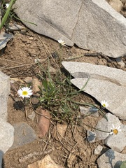 Erigeron eatonii