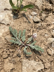 Cymopterus glaucus