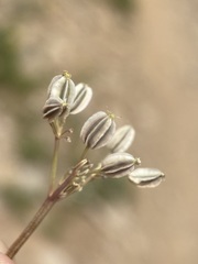 Cymopterus glaucus