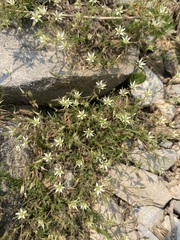 Sabulina nuttallii