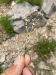 Sabulina nuttallii