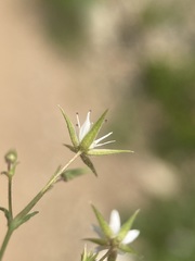 Sabulina nuttallii