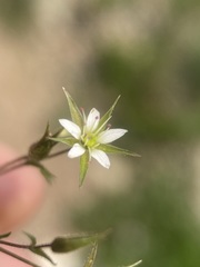 Sabulina nuttallii