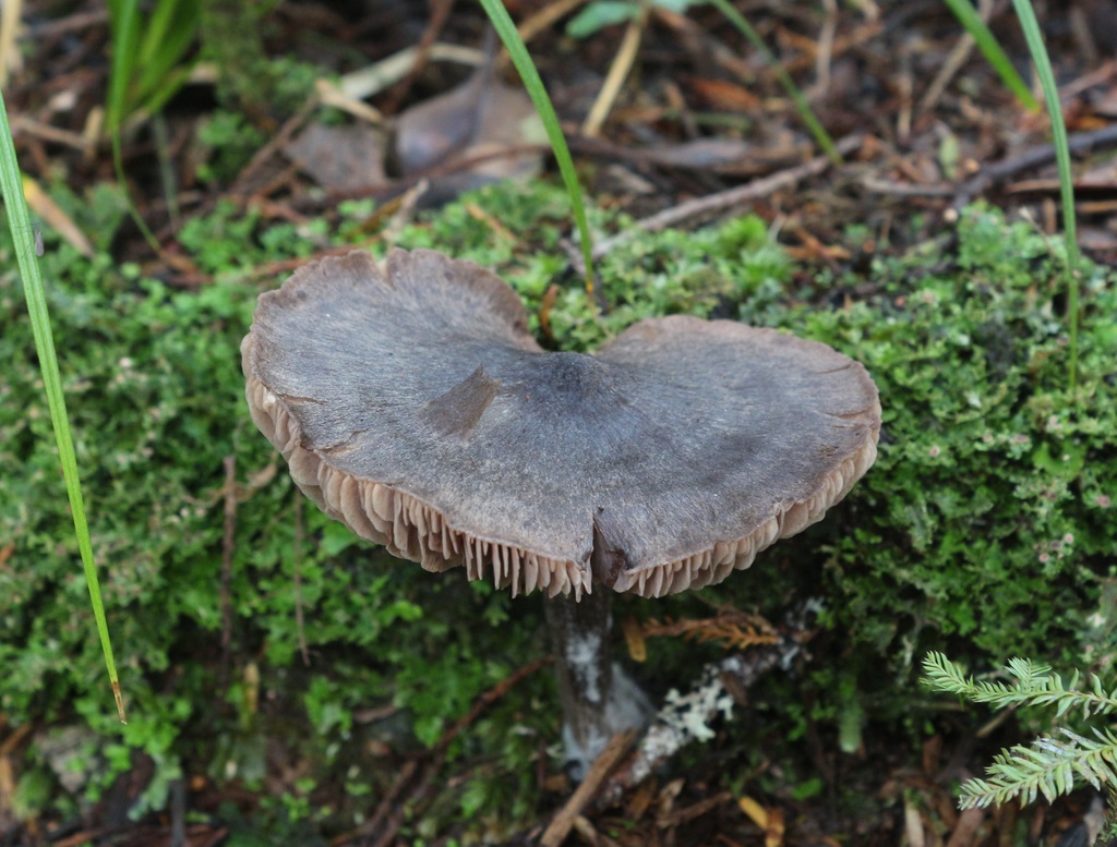 Entoloma translucidum from Okokako Road, Waimate North, New Zealand on