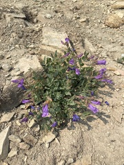 Penstemon montanus montanus