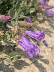 Penstemon montanus montanus