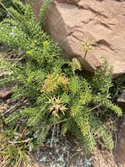 Cymopterus hendersonii