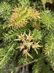 Cymopterus hendersonii