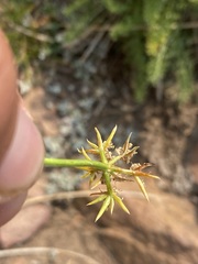 Cymopterus hendersonii