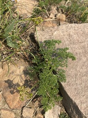 Cymopterus terebinthinus