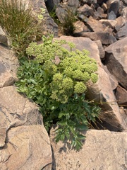 Angelica roseana