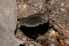Entoloma moongum