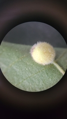 Caryomyia antennata