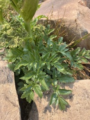Angelica roseana