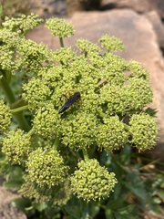 Angelica roseana