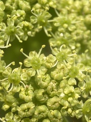 Angelica roseana