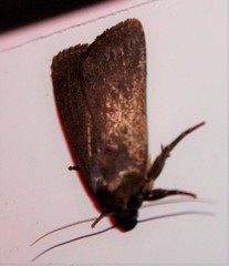 Amphipyra tragopoginis