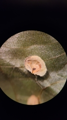 Caryomyia antennata
