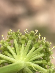 Angelica roseana