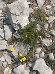 Potentilla multisecta