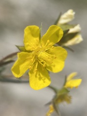 Potentilla multisecta