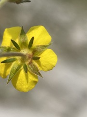 Potentilla multisecta