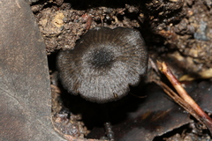 Entoloma moongum