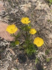 Ranunculus adoneus