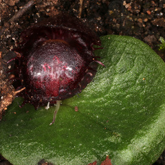Corybas fimbriatus