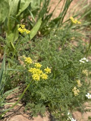 Cymopterus terebinthinus