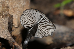 Entoloma moongum