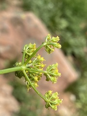 Cymopterus terebinthinus