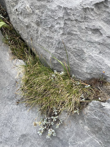 Blackroot sedge (Carex elynoides)