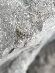 Symphoromyia